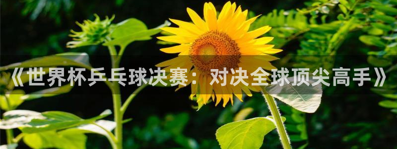 世界杯亚洲区预选赛：《世界杯乒乓球决赛：对决全球顶尖高手》